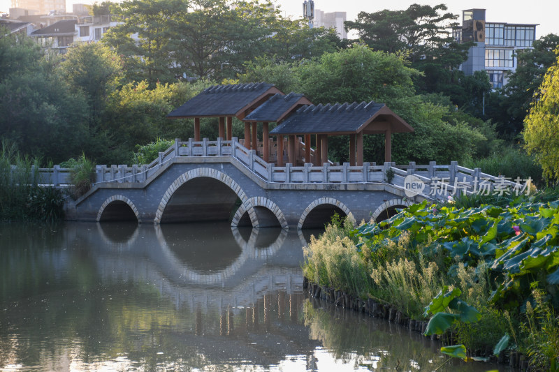 夏日的福州金山公园荷花