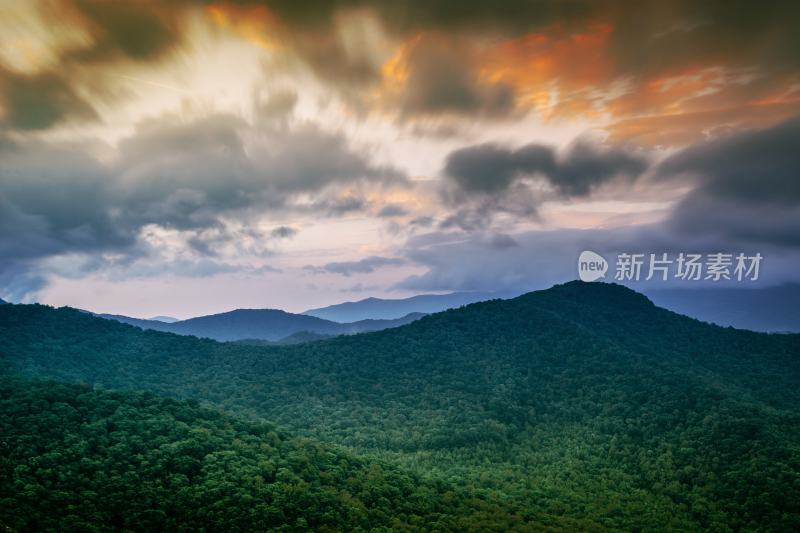 大自然森林树木旅行徒步野营