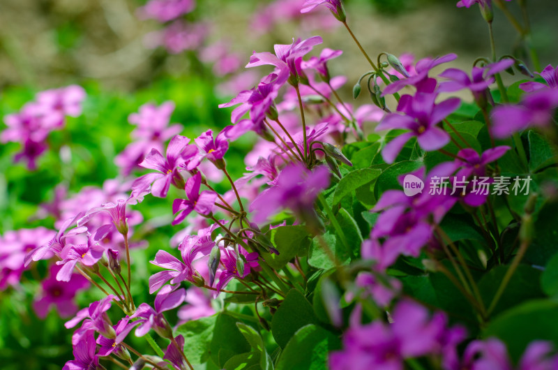 一片盛开的红花酢浆草