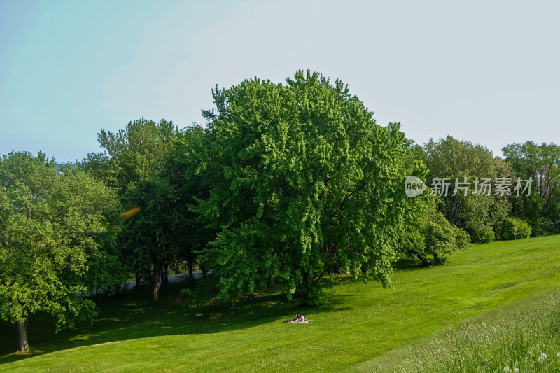 户外草地大树下休憩场景
