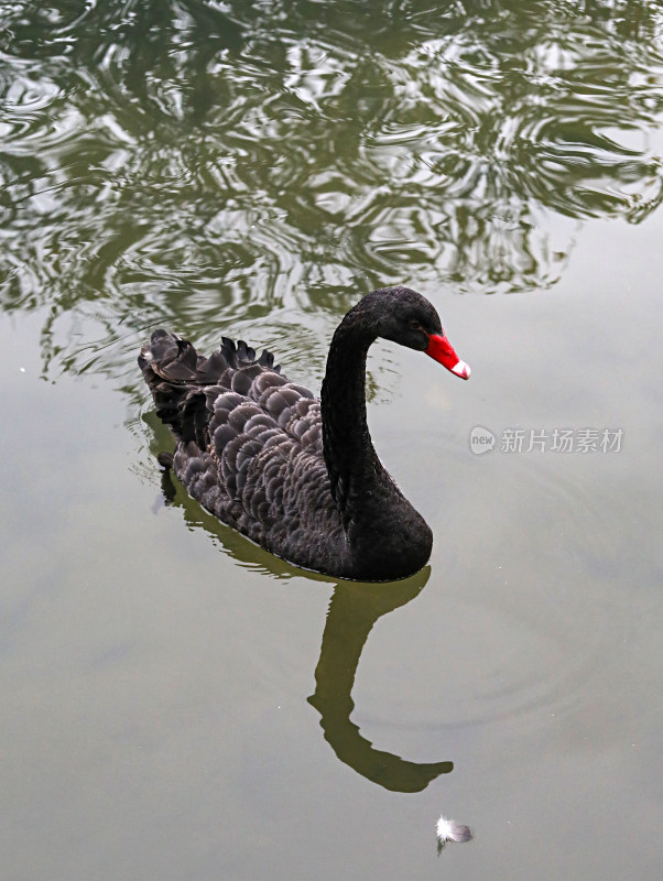 池塘里的动物黑天鹅