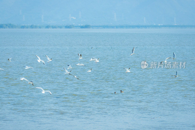 海面上飞翔的海鸥