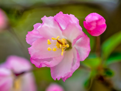 春天里的海棠花