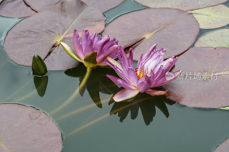 北京国家植物园睡莲