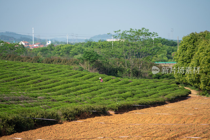 春天茶园采茶