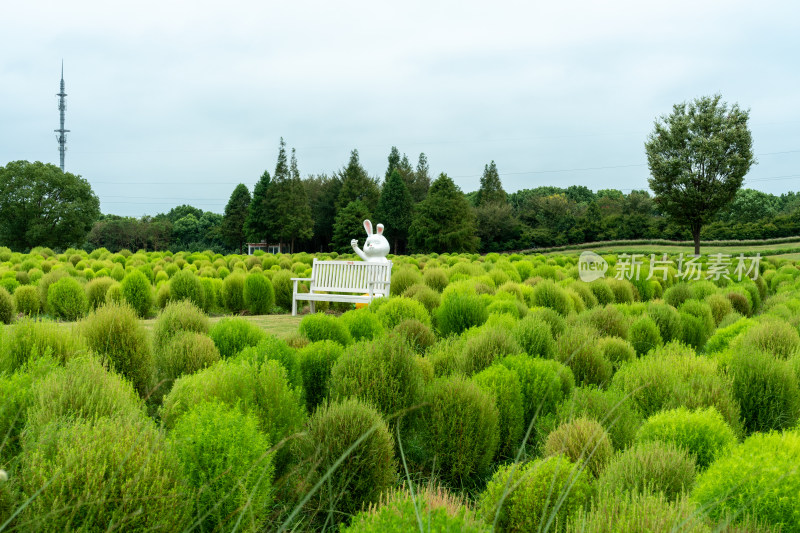 上海金山花开海上生态园风景