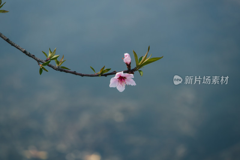 春天湖边湖面上绽放的粉红色桃花