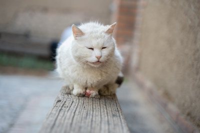 受伤流血的猫在椅子上休息