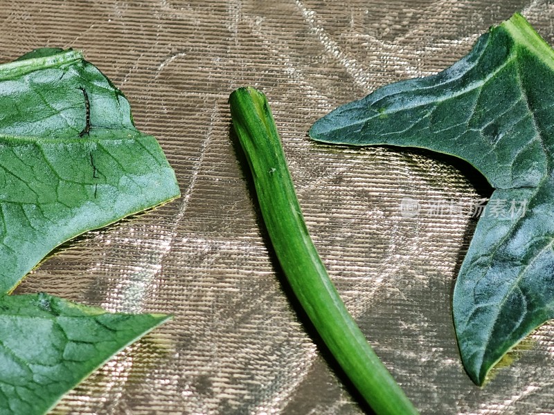 新鲜菠菜叶特写