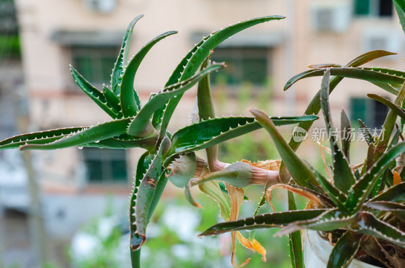 芦荟植物特写