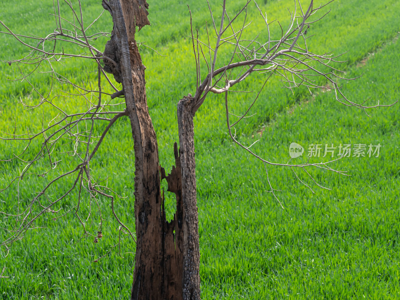 枯木逢春