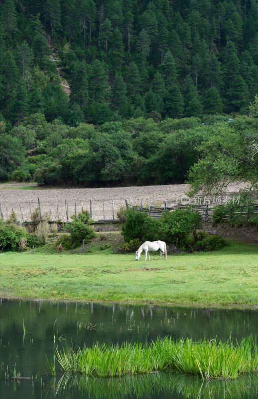 西藏波密嘎朗湖边吃草的白马