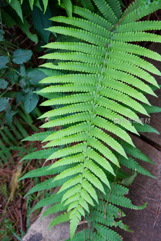 蕨类植物叶片特写