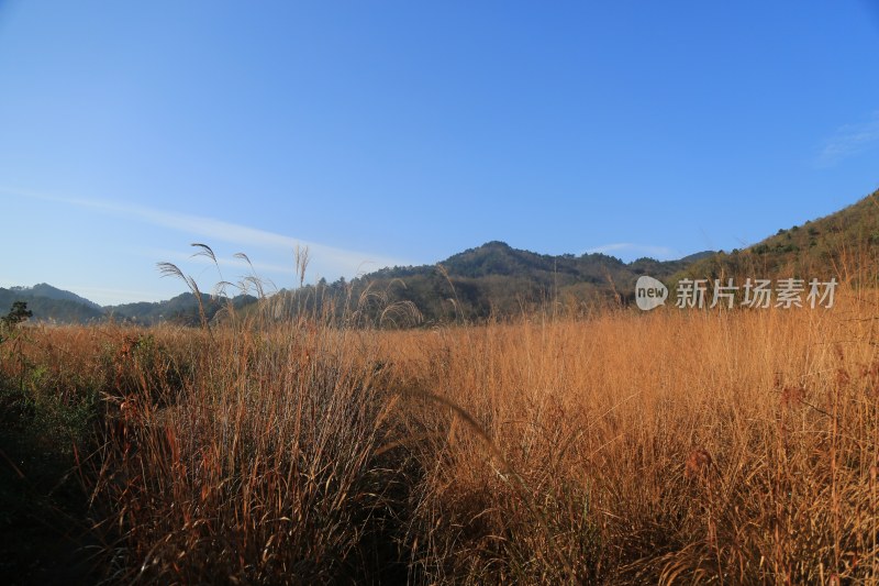 秋日山野