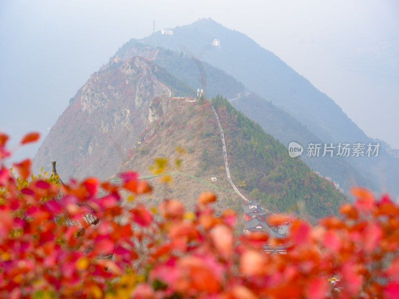 长江三峡巫峡红叶