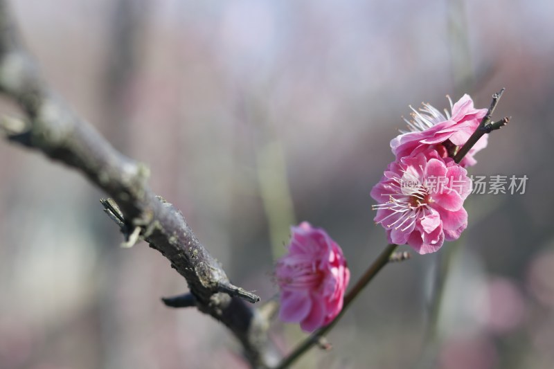 梅花 腊梅 红梅花