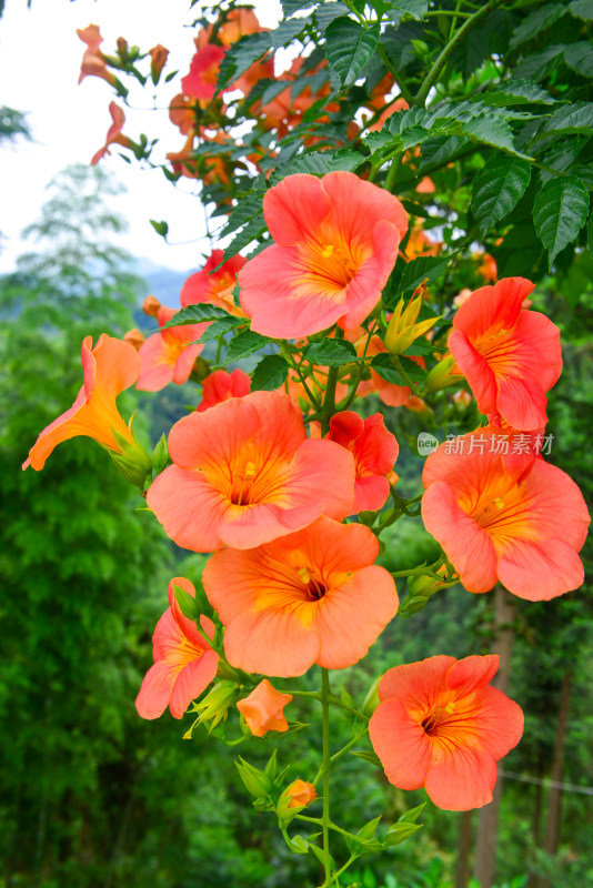 美丽凌霄花花朵花卉