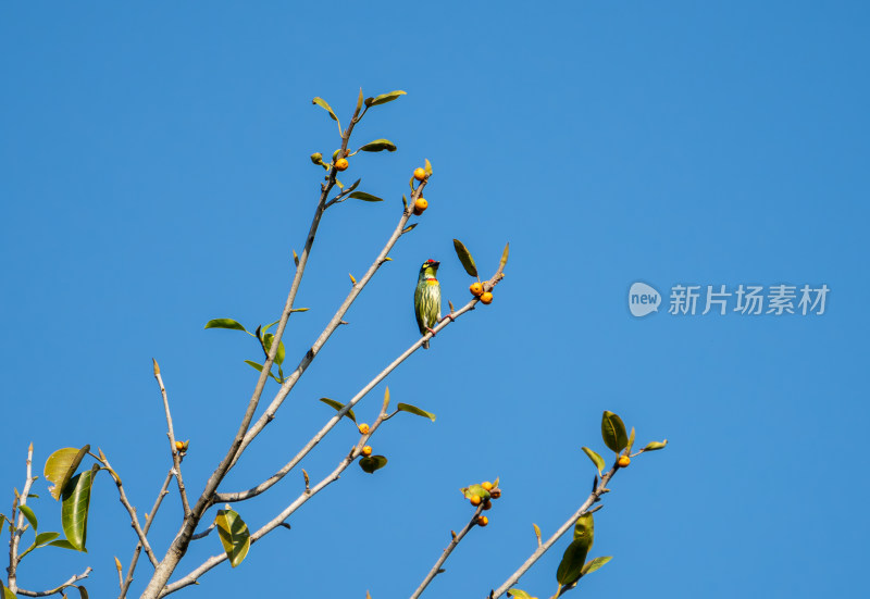 赤胸拟啄木鸟栖息在结有果实的树枝上