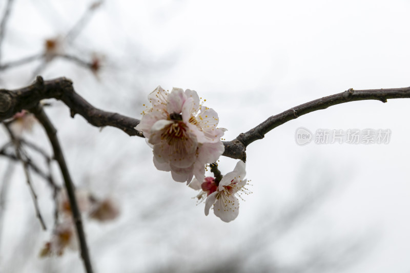 腊梅花开