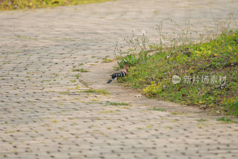 砖石小路上休憩的戴胜鸟