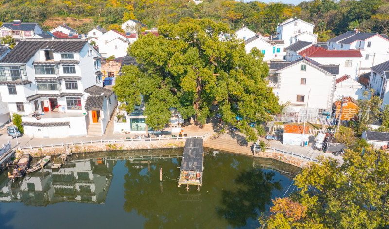 苏州阴山岛古榕树航拍