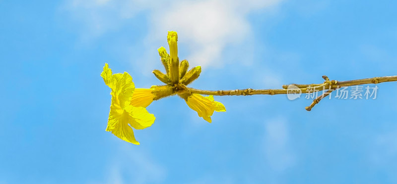 黄花风铃木