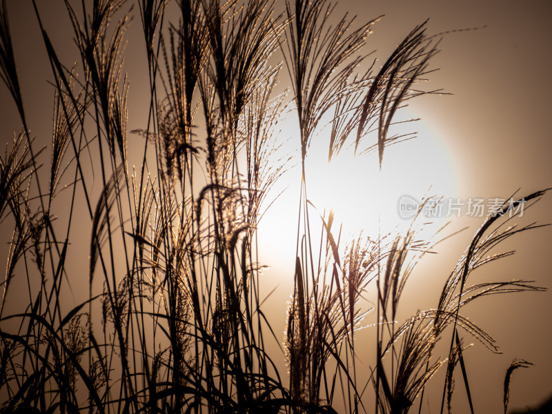 夕阳下的植物剪影特写