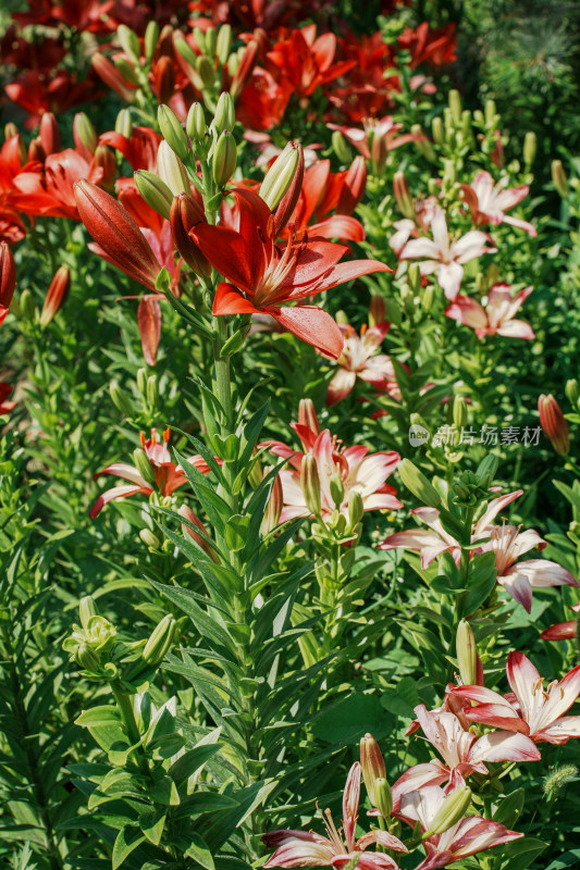 北京花乡公园百合花