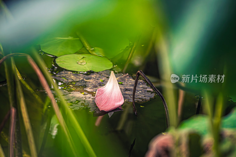 池塘荷花荷叶掉落的花瓣