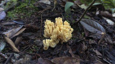 蘑菇 野生菌 真菌  山珍 美食 大自然 森林