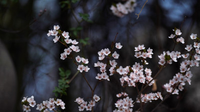 深色背景紫叶李