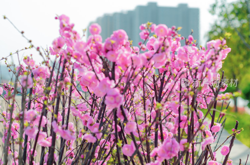 春天花团锦簇的榆叶梅花