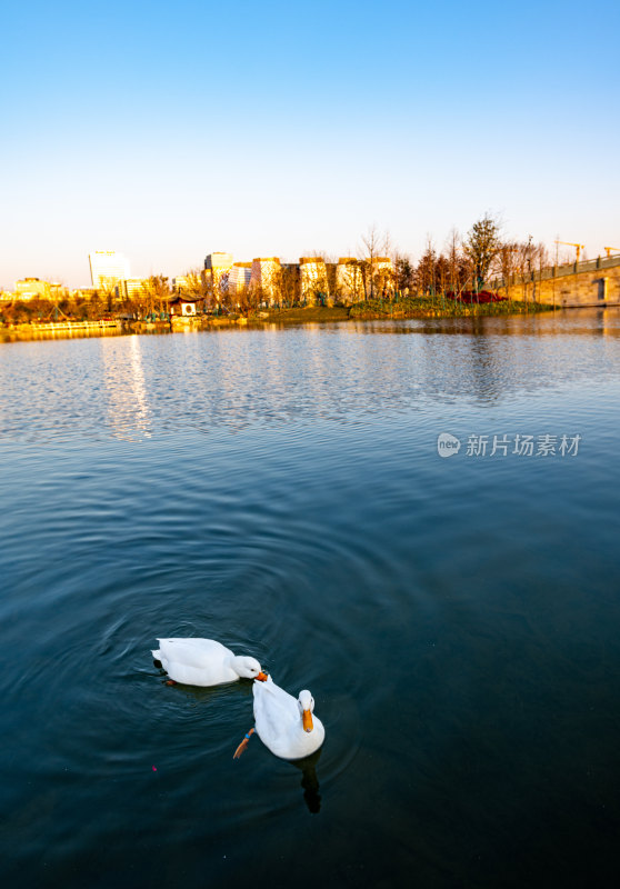 城市湖畔双鸭戏水画面
