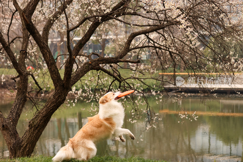 在草地上玩飞盘的边境牧羊犬