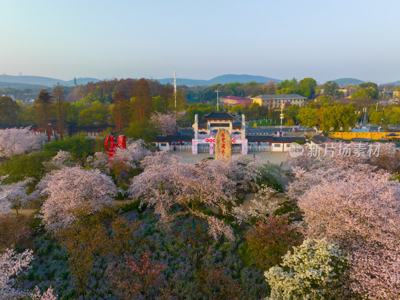 武汉东湖磨山樱花园樱花盛开