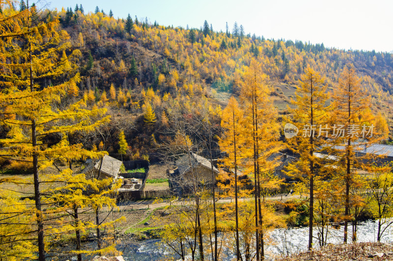 长白山景区森林秋色