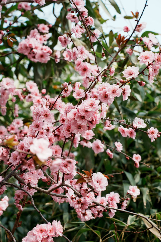 北京玉渊潭公园樱花节樱花