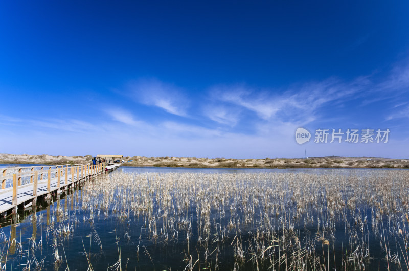 内蒙古额济纳旗居延海景区湖泊芦苇木栈道