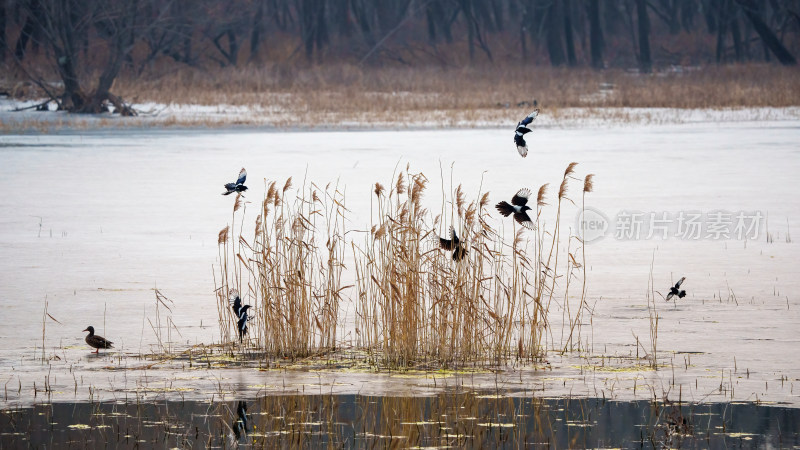 一群灰喜鹊在冬天的冰面芦苇上飞翔