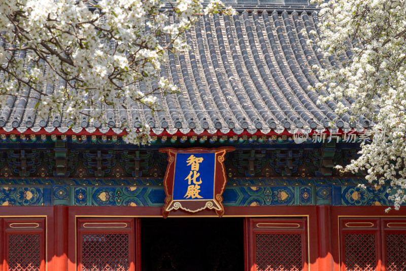 春天花与古建筑 北京