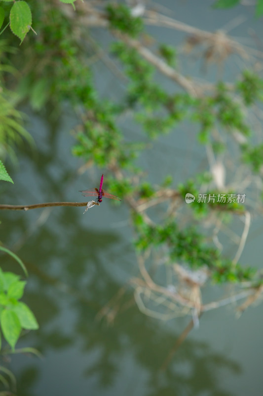 红蜻蜓停立在水面上