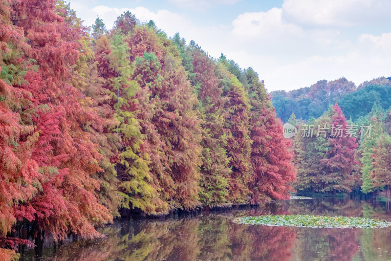 南京钟山风景名胜区明孝陵燕雀湖落羽杉秋景