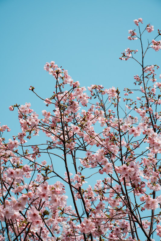 北京玉渊潭公园樱花节樱花