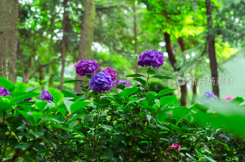 一丛紫色绣球花花丛