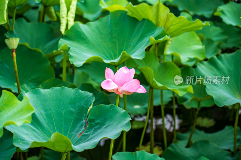 盛开的荷花