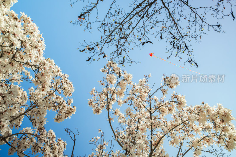 上海市花白玉兰花春暖花开