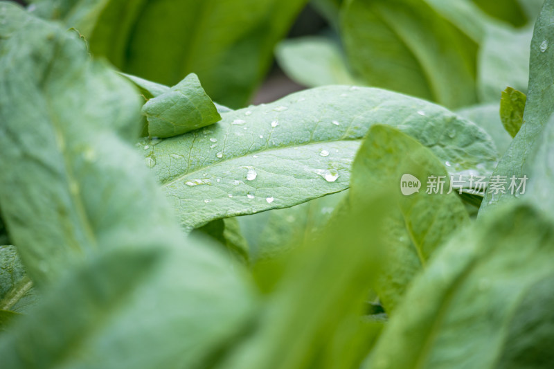 菜地里茂密生长的新鲜蔬菜