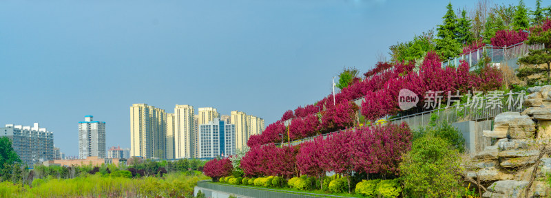 渭南南湖公园，高低错落的海棠花花海