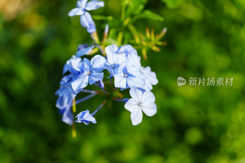 阳光下清新的蓝雪花特写