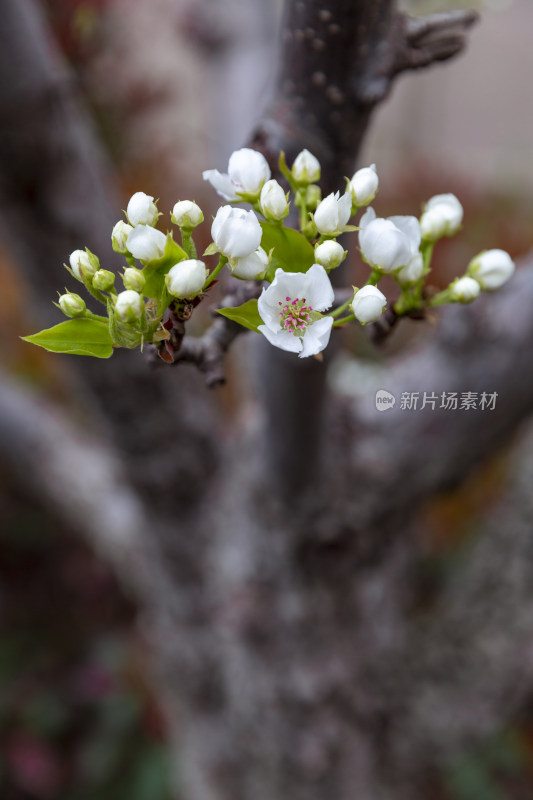 花花草草园艺绿地